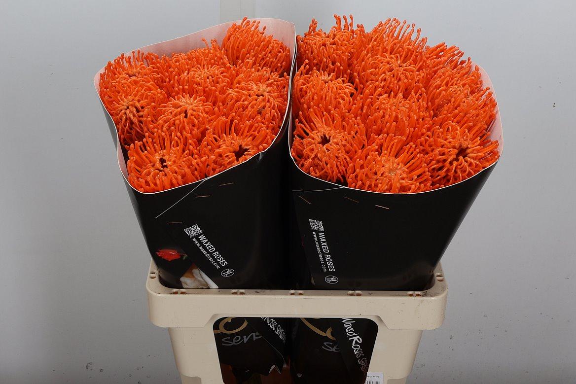 Срезанные цветы оптом Nutans wax orange от 20шт из Голландии с доставкой по России