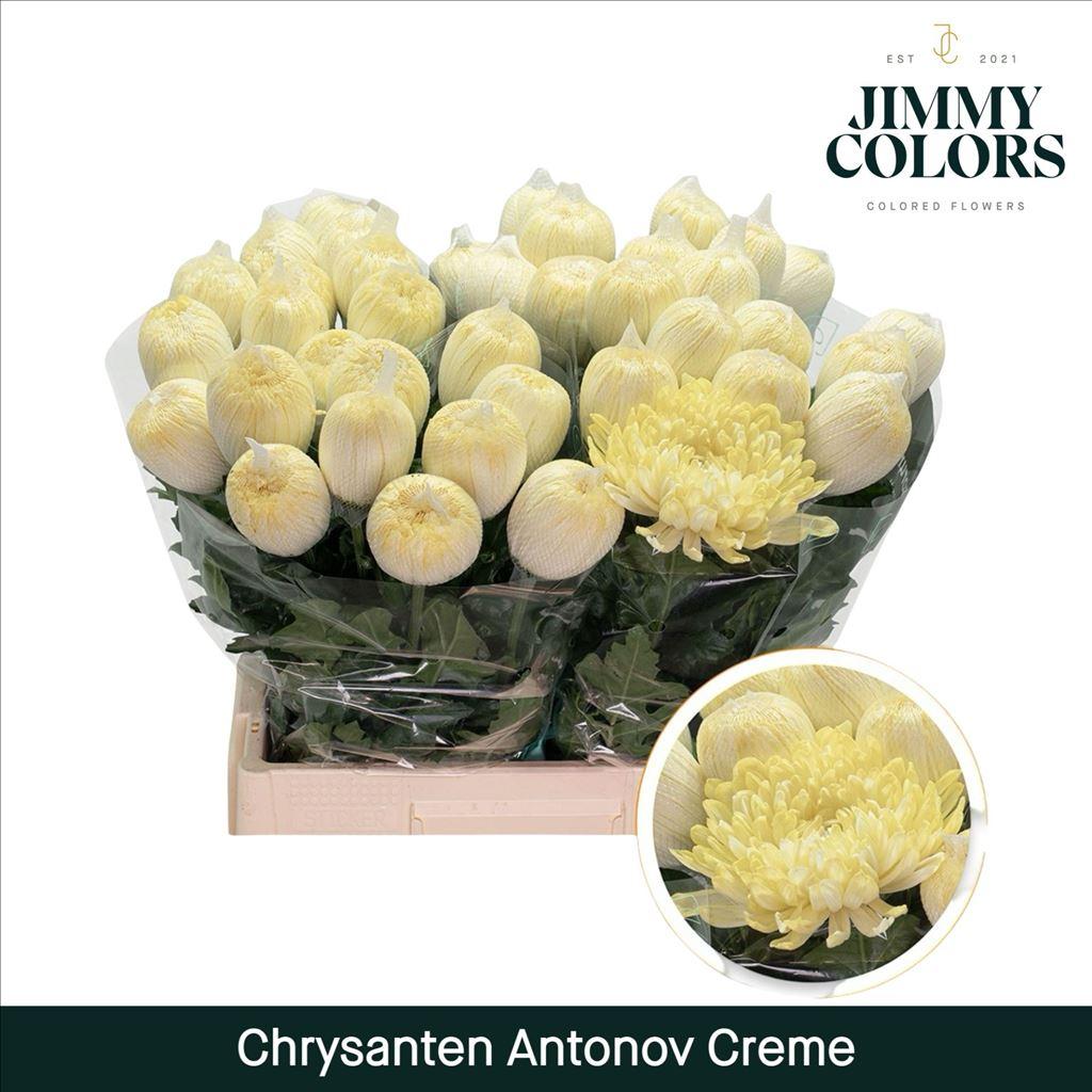 Срезанные цветы оптом Chrys bl paint antonov creme от 40шт из Голландии с доставкой по России