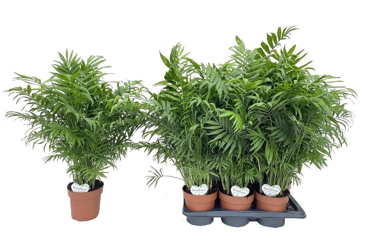 Горшечные цветы и растения оптом Chamaedorea Elegans P17 от 6шт из Голландии с доставкой по России Горшечные цветы и растения оптом Chamaedorea Elegans P17 от 6шт из Голландии с доставкой по России