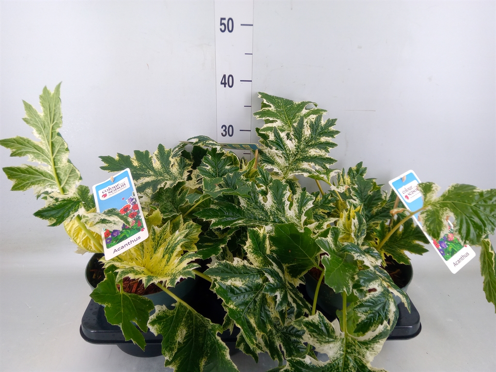 Горшечные цветы и растения оптом Acanthus Mollis от 3шт из Голландии с доставкой по России