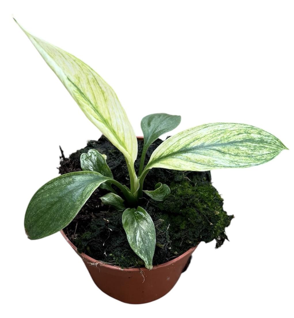 Горшечные цветы и растения оптом Spathiphyllum Sensation Variegata от 1шт (для телеги) из Голландии с доставкой по России