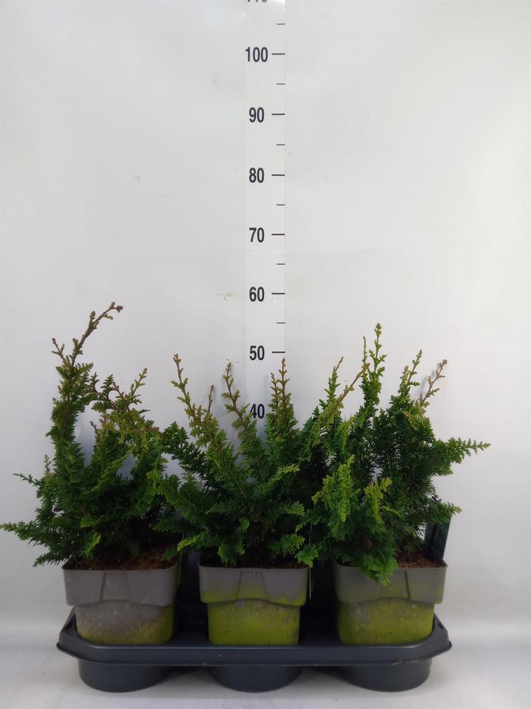 Горшечные цветы и растения оптом Chamaecyparis Obt. от 3шт из Голландии с доставкой по России