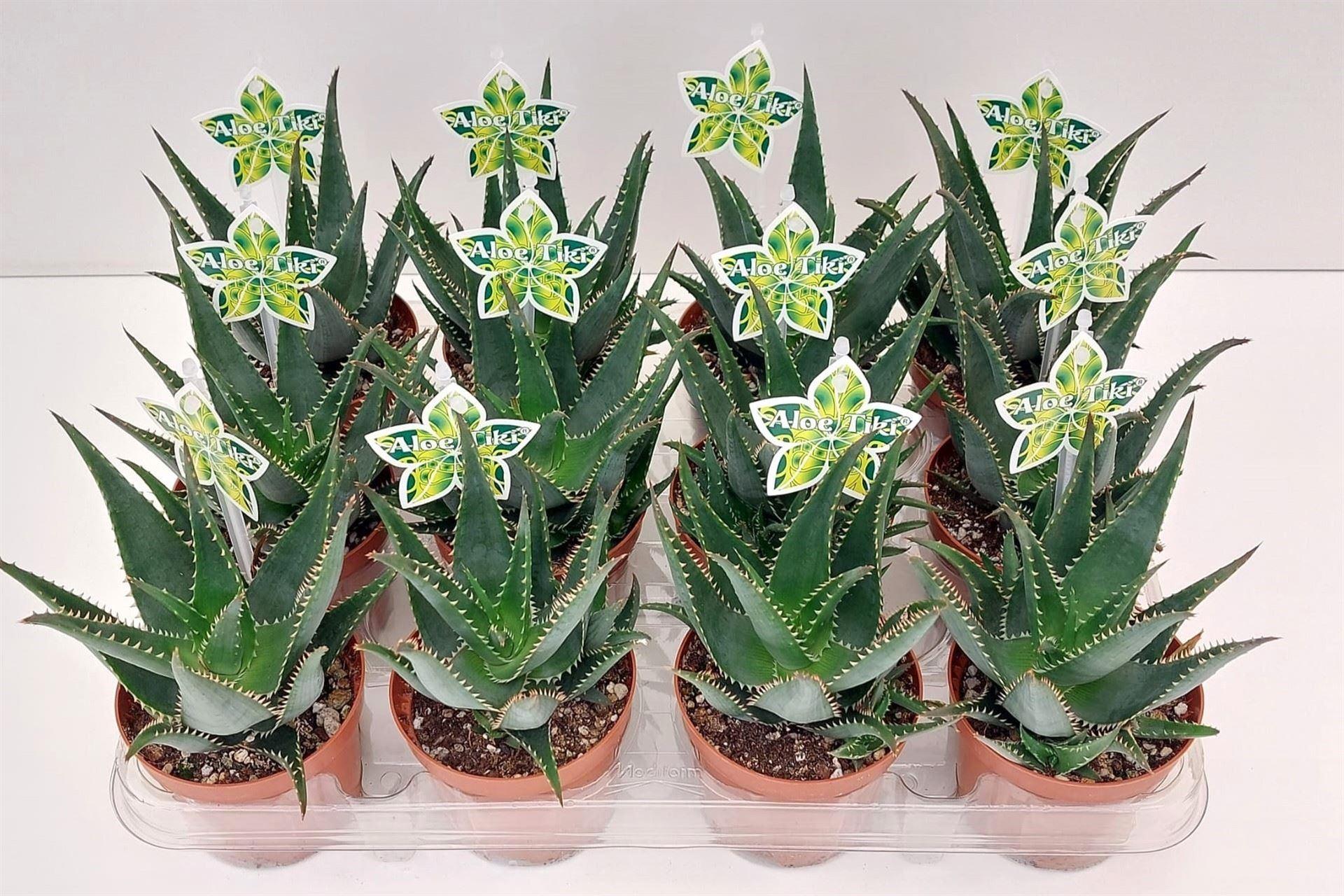 Горшечные цветы и растения оптом Aloe Aristata tiki Tahi A от 12шт (для телеги) из Голландии с доставкой по России