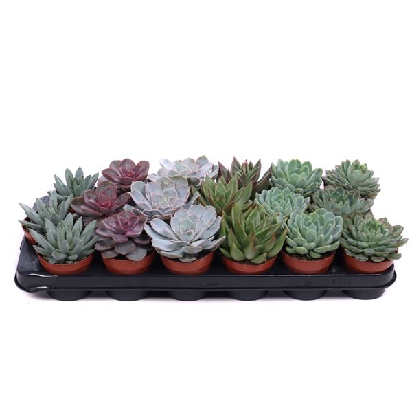 Горшечные цветы и растения оптом Echeveria Mix от 18шт из Голландии с доставкой по России