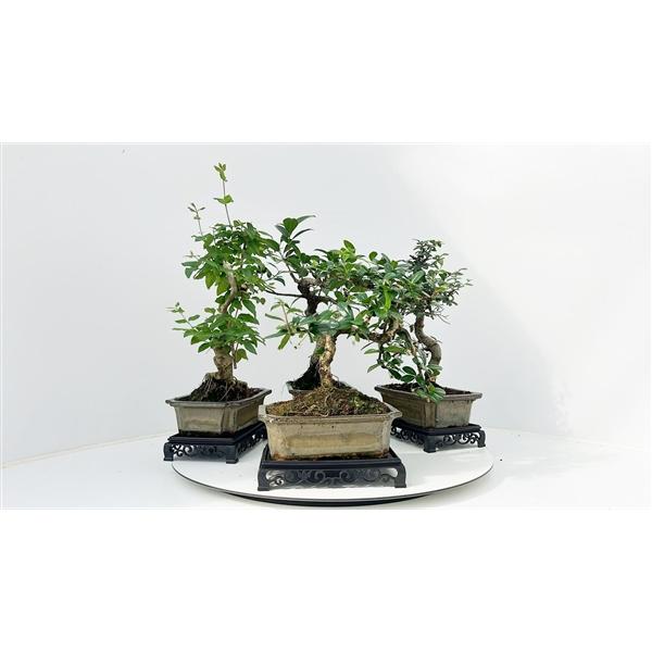 Горшечные цветы и растения оптом Bonsai Mix With Table от 6шт из Голландии с доставкой по России
