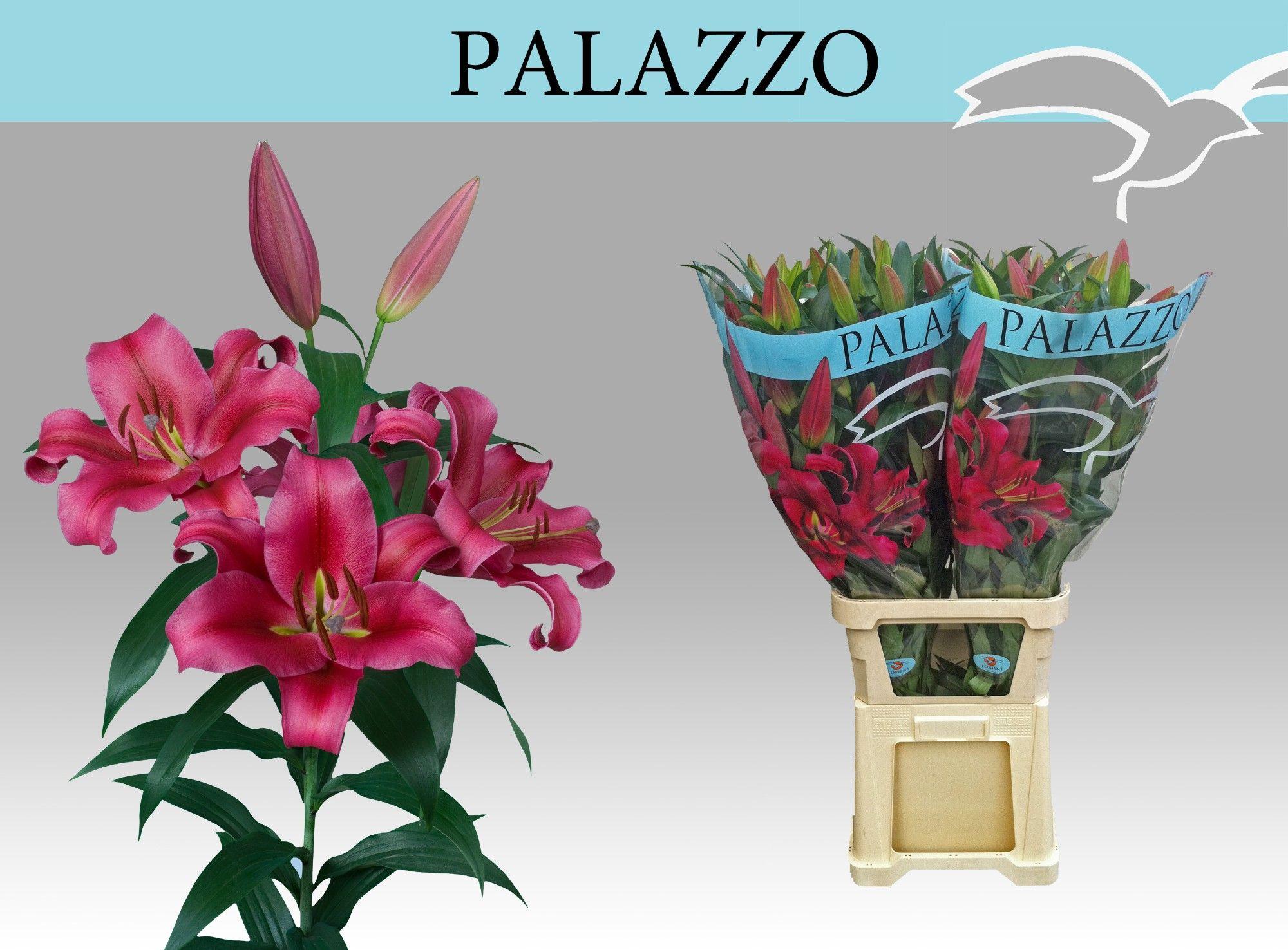 Срезанные цветы оптом Lilium or palazzo от 20шт из Голландии с доставкой по России