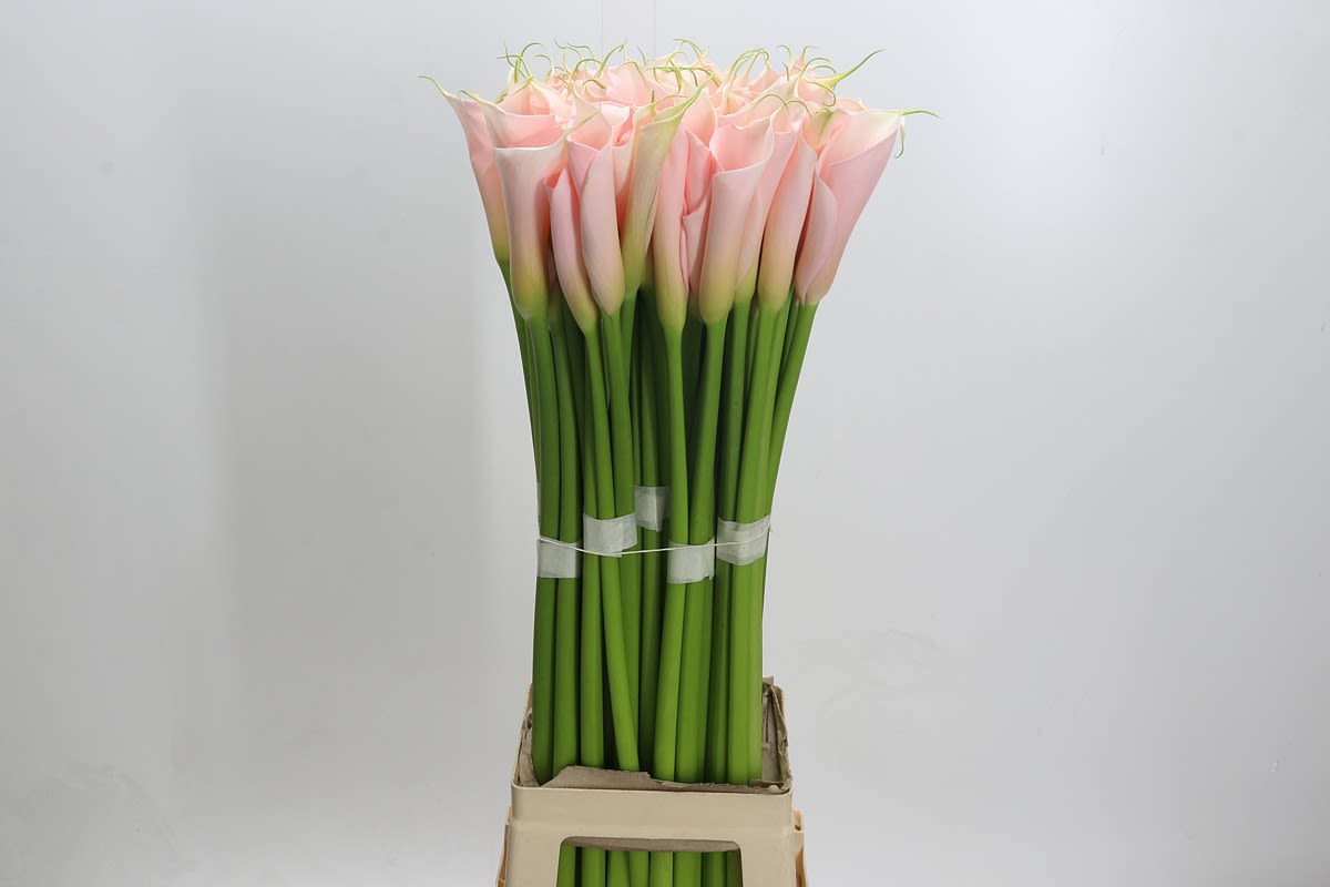 Срезанные цветы оптом Zantedeschia ae eydolls salmon от 60шт. из Голландии с доставкой по России
