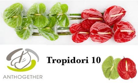 Срезанные цветы оптом Anthurium mix tropidori A от 12шт из Голландии с доставкой по России