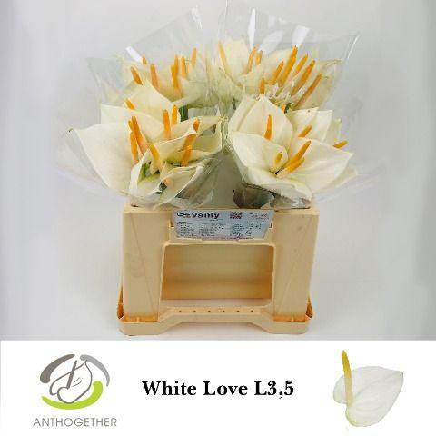 Срезанные цветы оптом Anthurium love white от 40шт из Голландии с доставкой по России