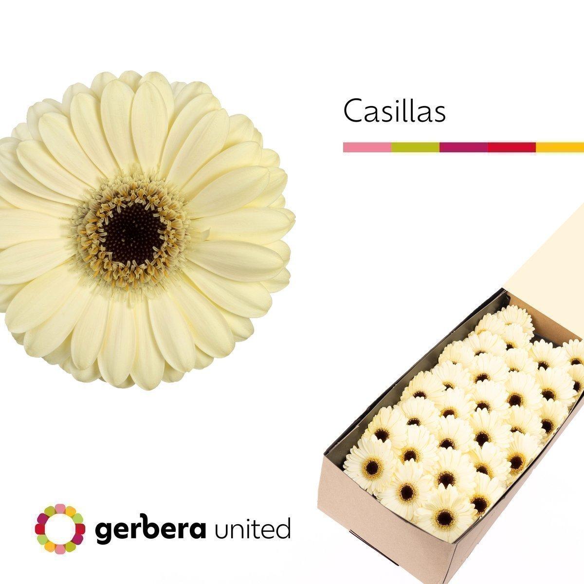 Срезанные цветы оптом Germini casillas+ от 30шт из Голландии с доставкой по России