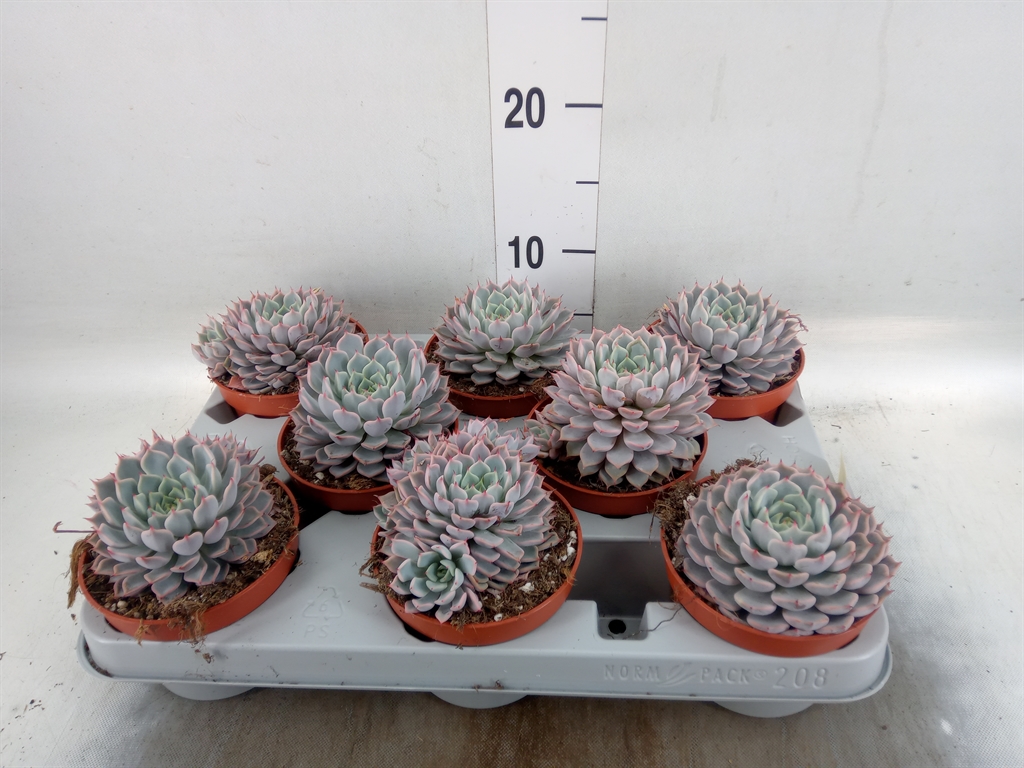Горшечные цветы и растения оптом Echeveria Cuspidata от 8шт из Голландии с доставкой по России