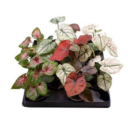 Горшечные цветы и растения оптом Caladium Mix 6 Cm от 12шт (для телеги) из Голландии с доставкой по России
