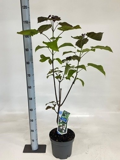 Горшечные цветы и растения оптом Catal Er Purpurea от 1шт из Голландии с доставкой по России