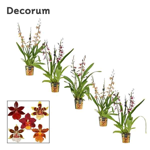 Горшечные цветы и растения оптом Cambria 3st Mix (decorum) от 6шт из Голландии с доставкой по России