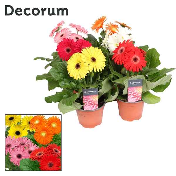 Горшечные цветы и растения оптом Gerbera Mix 3+ (decorum) от 10шт из Голландии с доставкой по России