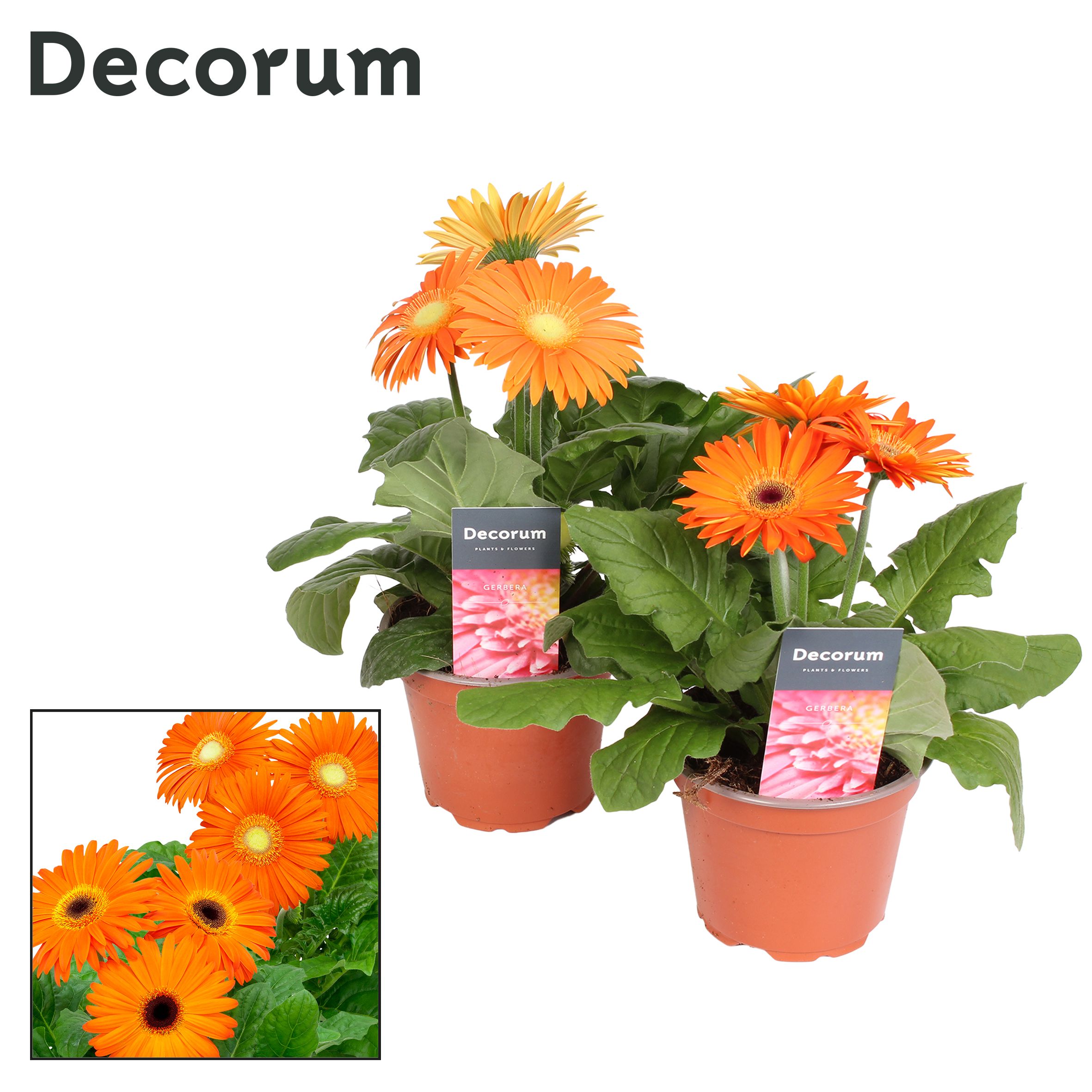 Горшечные цветы и растения оптом Gerbera Orange 2+ (decorum) от 10шт (для телеги) из Голландии с доставкой по России