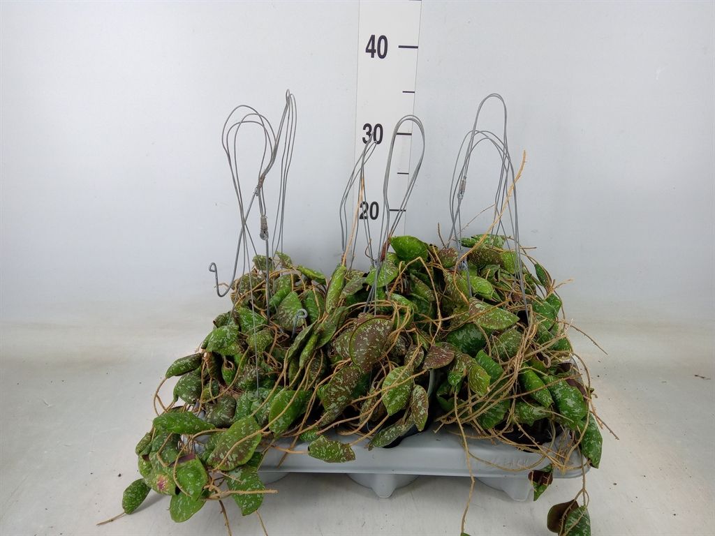 Горшечные цветы и растения оптом Hoya   ... от 1шт из Голландии с доставкой по России