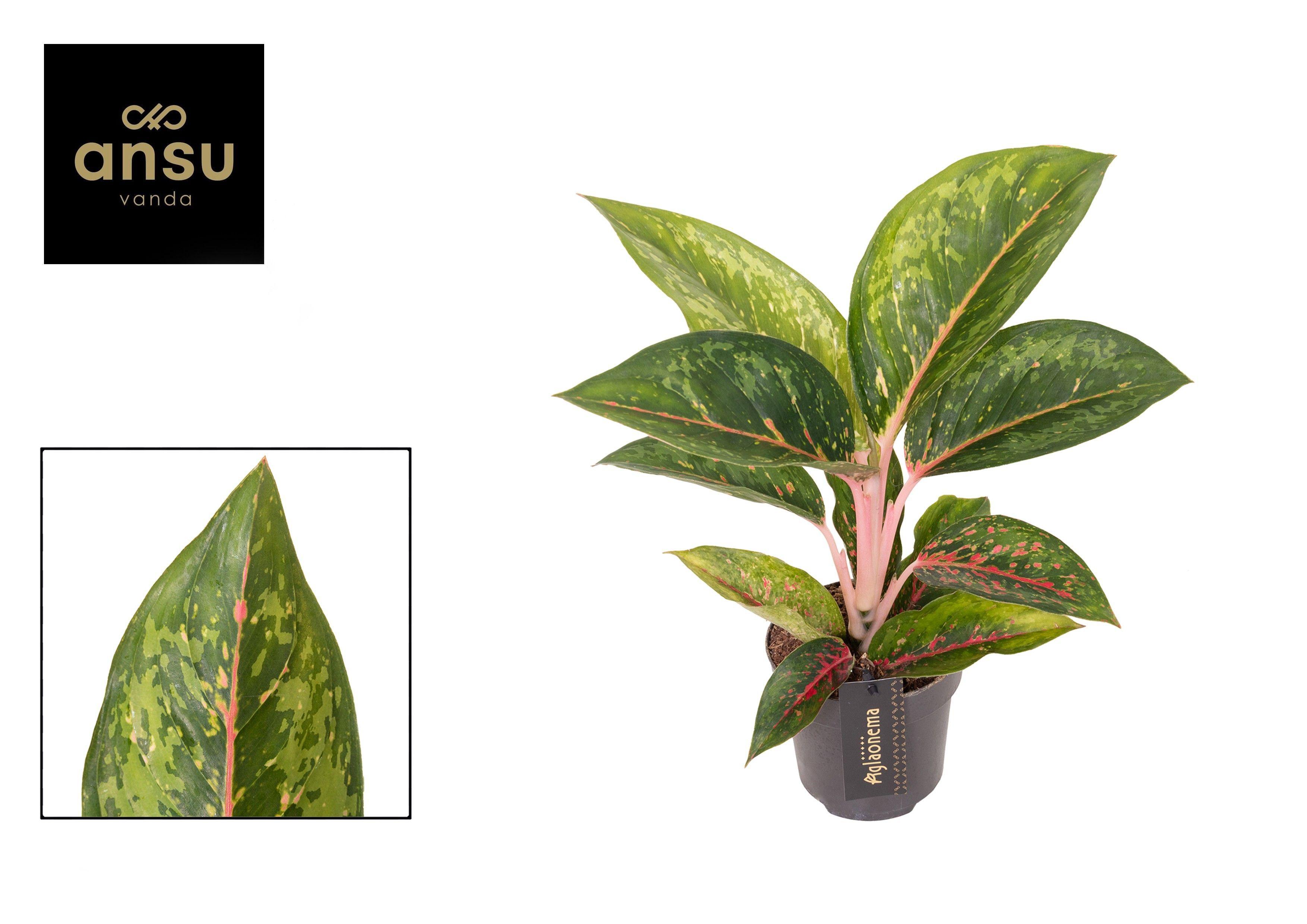 Горшечные цветы и растения оптом Aglaonema Camo Carmine от 6шт из Голландии с доставкой по России
