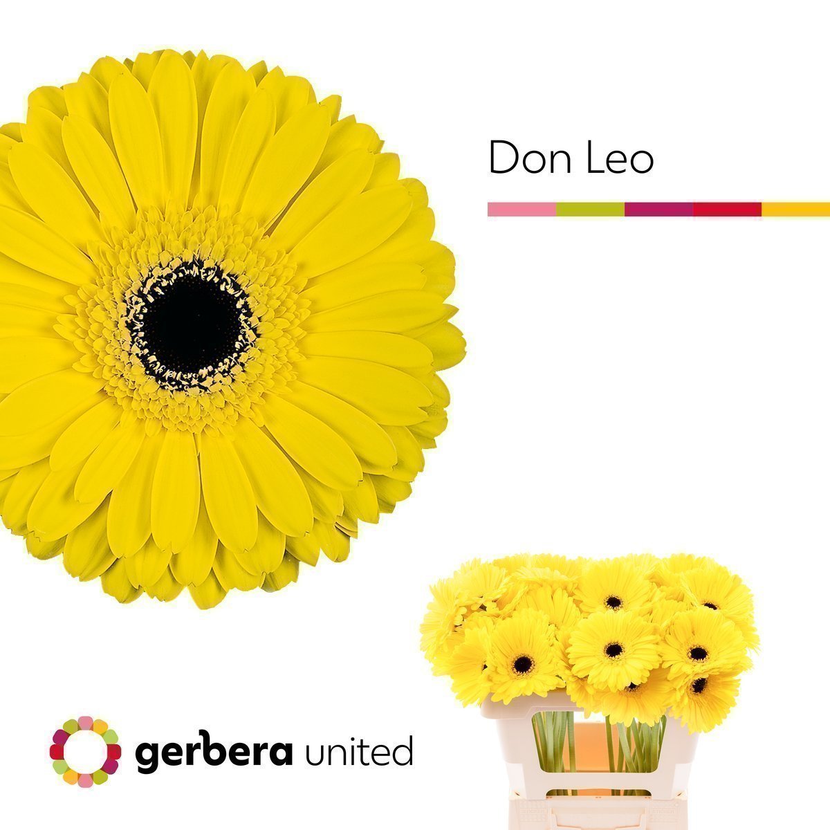 Срезанные цветы оптом Gerbera don leo от 40шт. из Голландии с доставкой по России
