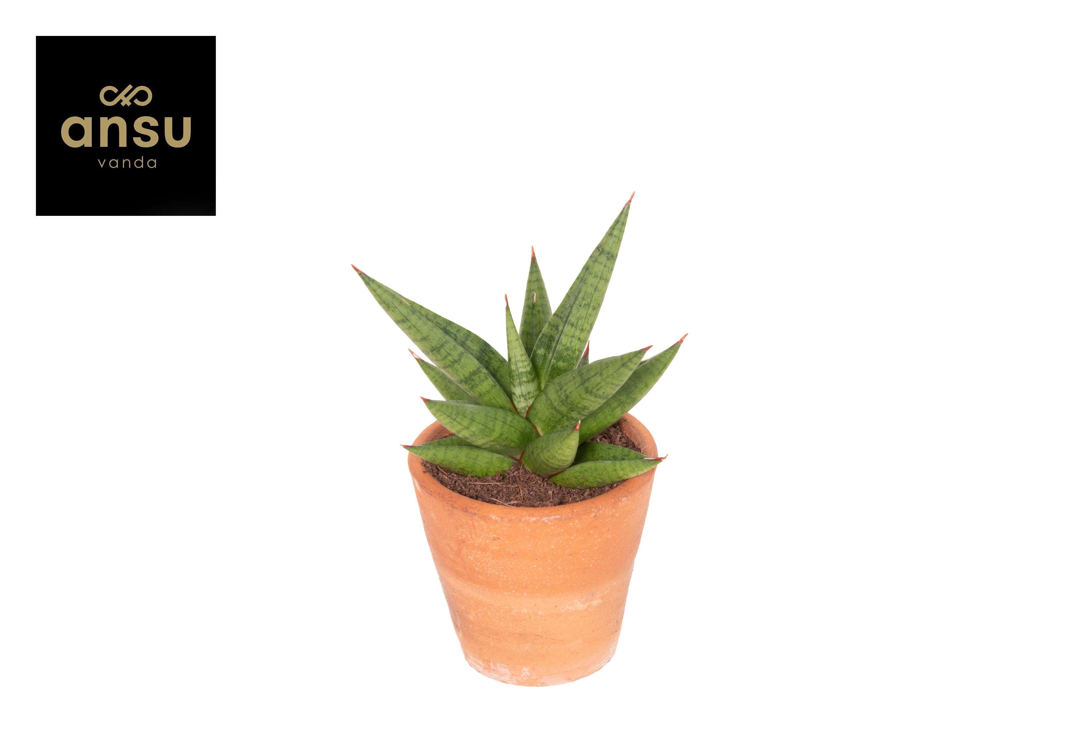 Горшечные цветы и растения оптом Sansevieria Comet Canoe No. 1 Terracotta от 14шт (для телеги) из Голландии с доставкой по России