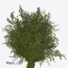 Срезанные цветы оптом Cryptomeria elegans от 10шт из Голландии с доставкой по России