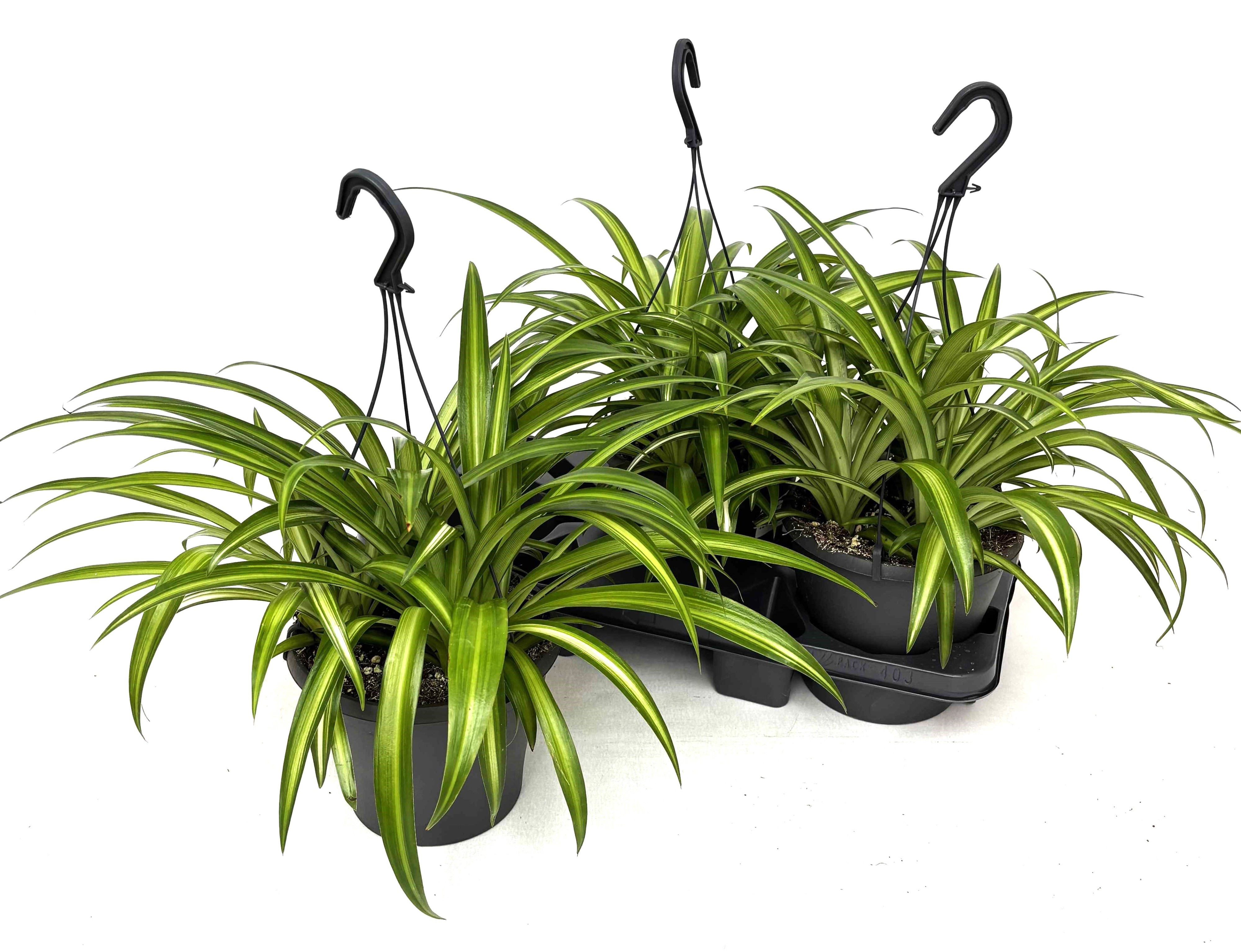 Горшечные цветы и растения оптом Chlor Hawaiian от 3шт из Голландии с доставкой по России