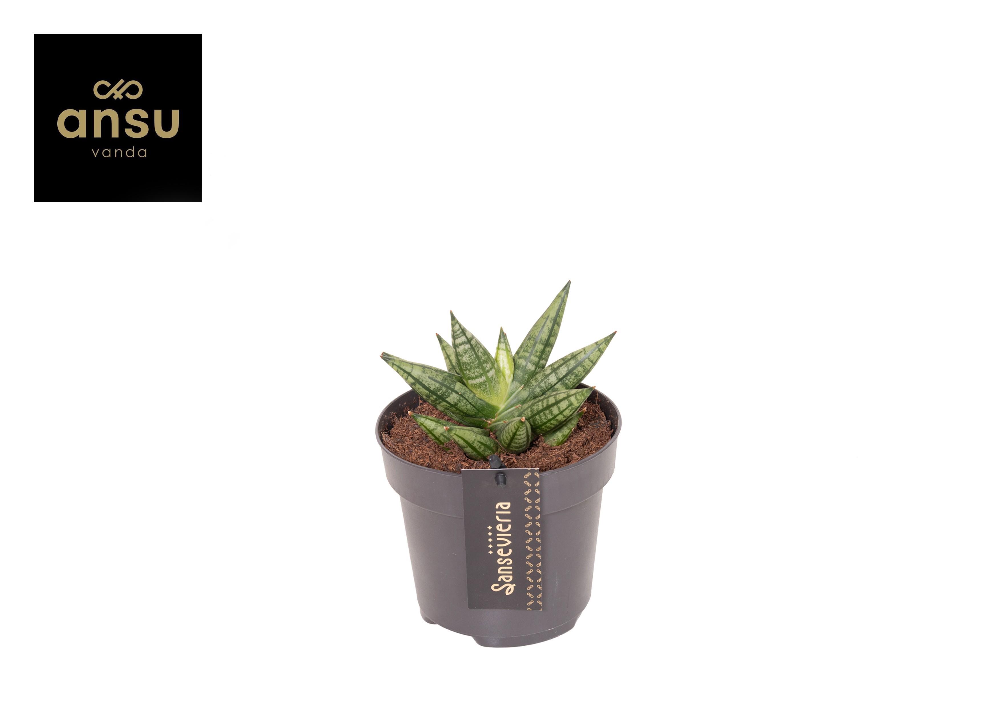 Горшечные цветы и растения оптом Sansevieria Inti Mini No. 2 от 10шт из Голландии с доставкой по России