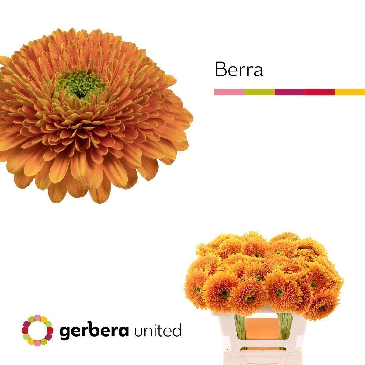 Срезанные цветы оптом Gerbera berra+ от 50шт. из Голландии с доставкой по России