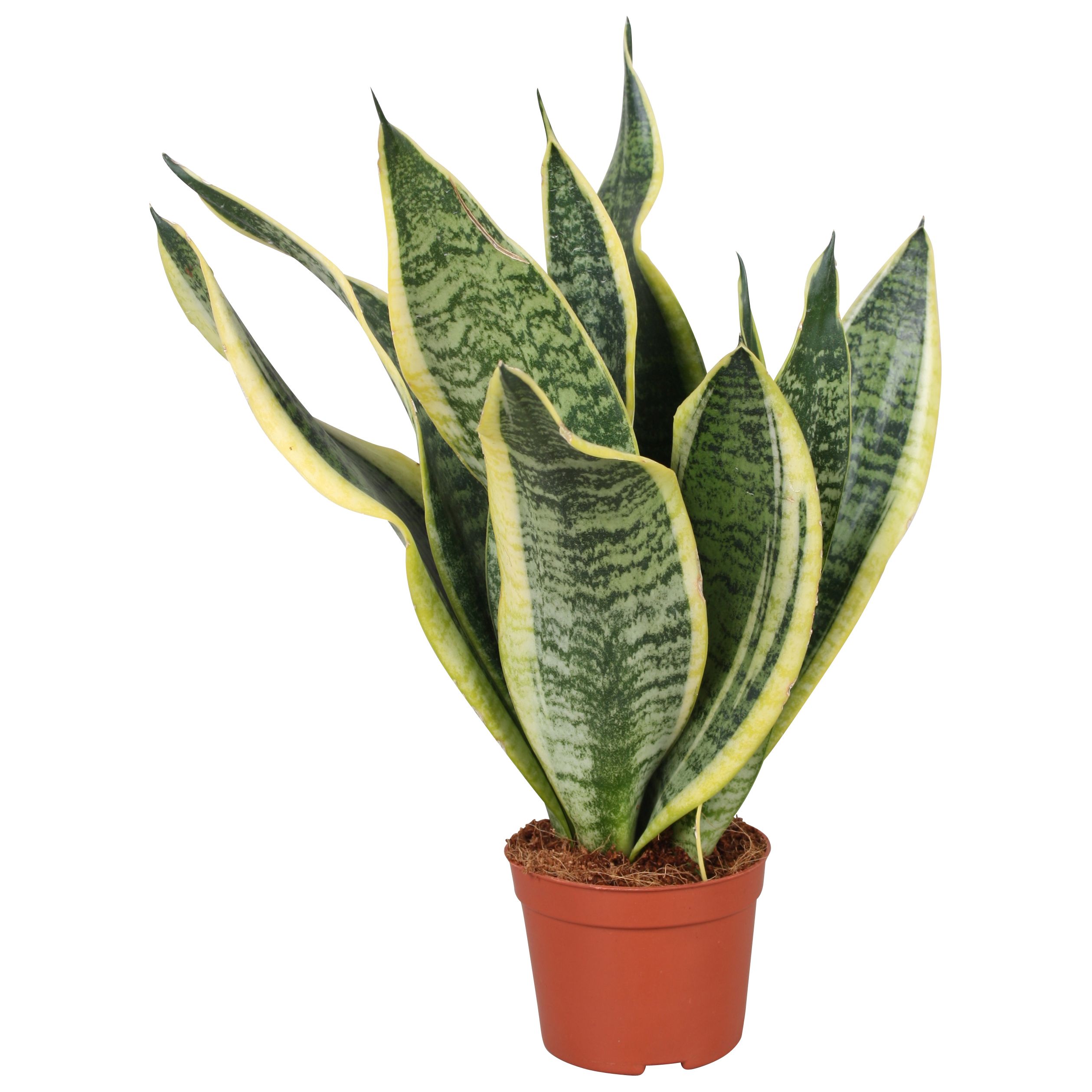 Горшечные цветы и растения оптом Sansevieria Futura Superba от 18шт (для телеги) из Голландии с доставкой по России