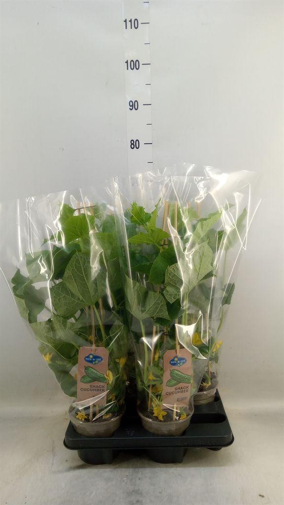 Горшечные цветы и растения оптом Cucumis Sativus   ... от 4шт из Голландии с доставкой по России