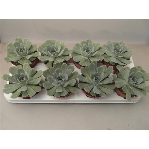 Горшечные цветы и растения оптом Echeveria Minima от 12шт из Голландии с доставкой по России