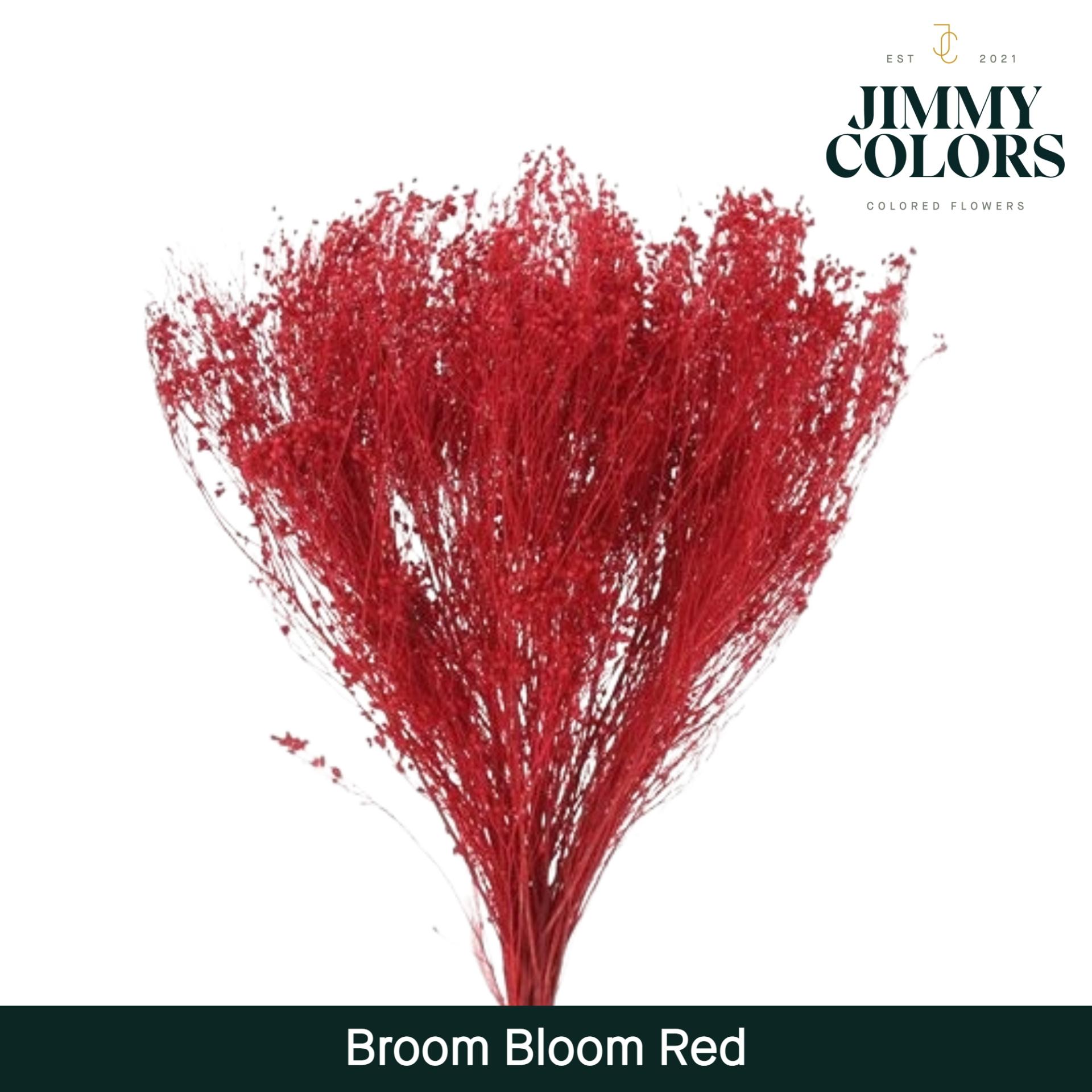 Срезанные цветы оптом Broom bloom paint red от 5шт из Голландии с доставкой по России