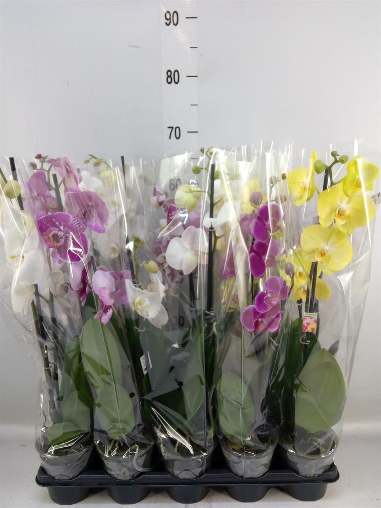 Горшечные цветы и растения оптом Phalaenopsis   ...mix от 10шт' из Голландии с доставкой по России