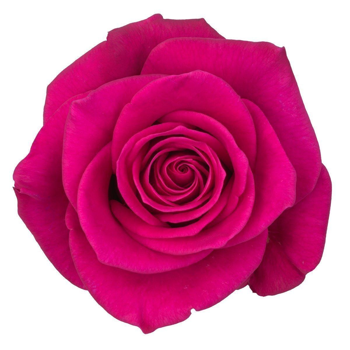 Срезанные цветы оптом Rosa large xoch! от 50шт из Голландии с доставкой по России