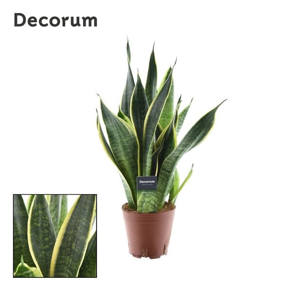 Горшечные цветы и растения оптом Sansevieria Futura Superba 3pp (decorum) от 7шт из Голландии с доставкой по России