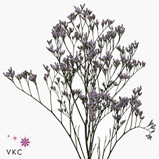 Срезанные цветы оптом Limonium safora lilac от 50шт из Голландии с доставкой по России