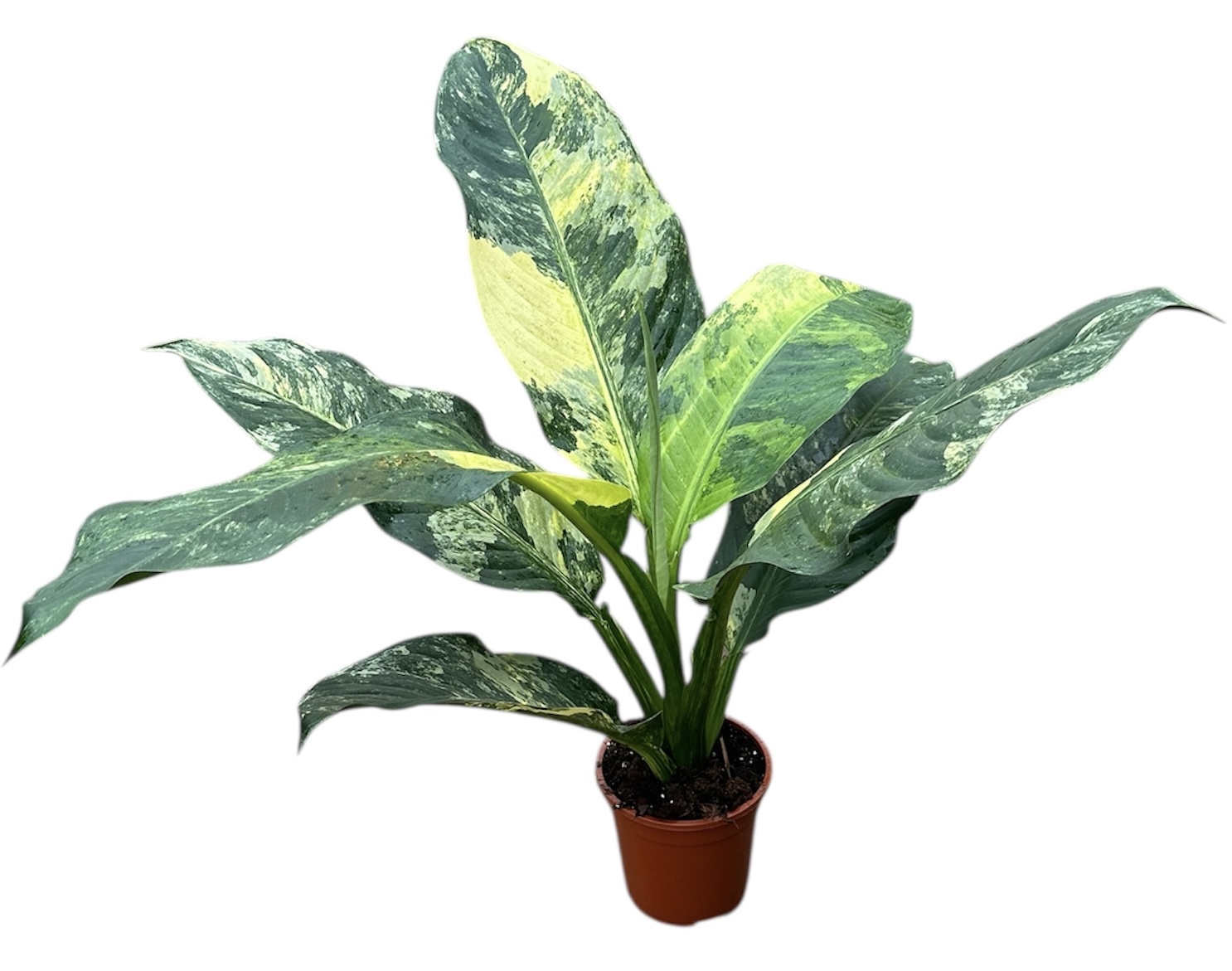 Горшечные цветы и растения оптом Dieffenbachia Big Ben от 1шт из Голландии с доставкой по России