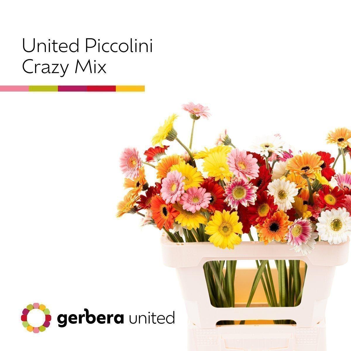 Срезанные цветы оптом Germini piccolini mix in bucket от 80шт из Голландии с доставкой по России