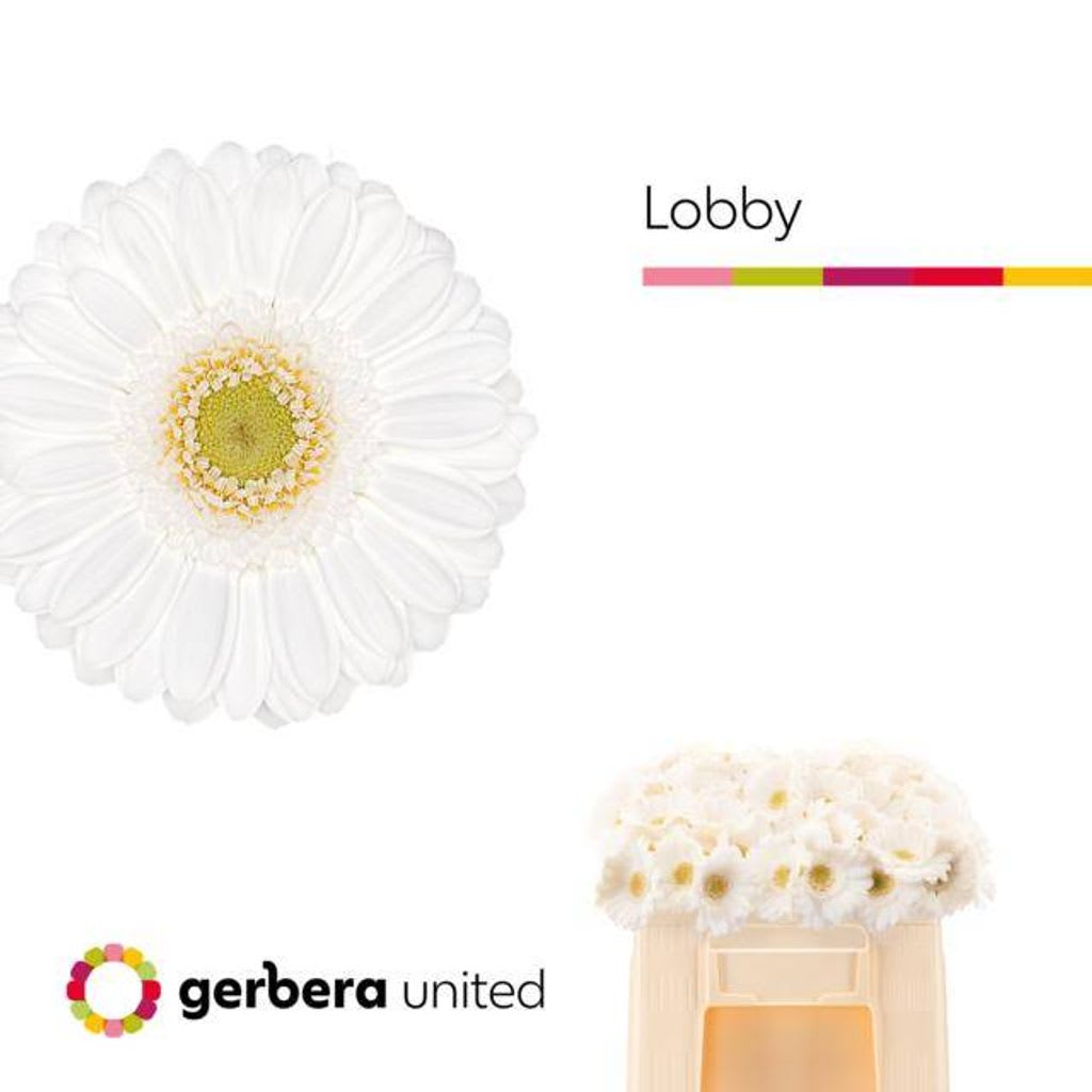 Срезанные цветы оптом Germini lobby от 80шт из Голландии с доставкой по России