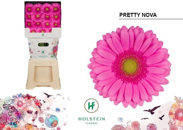 Срезанные цветы оптом Gerbera diamond pretty nova от 45шт из Голландии с доставкой по России