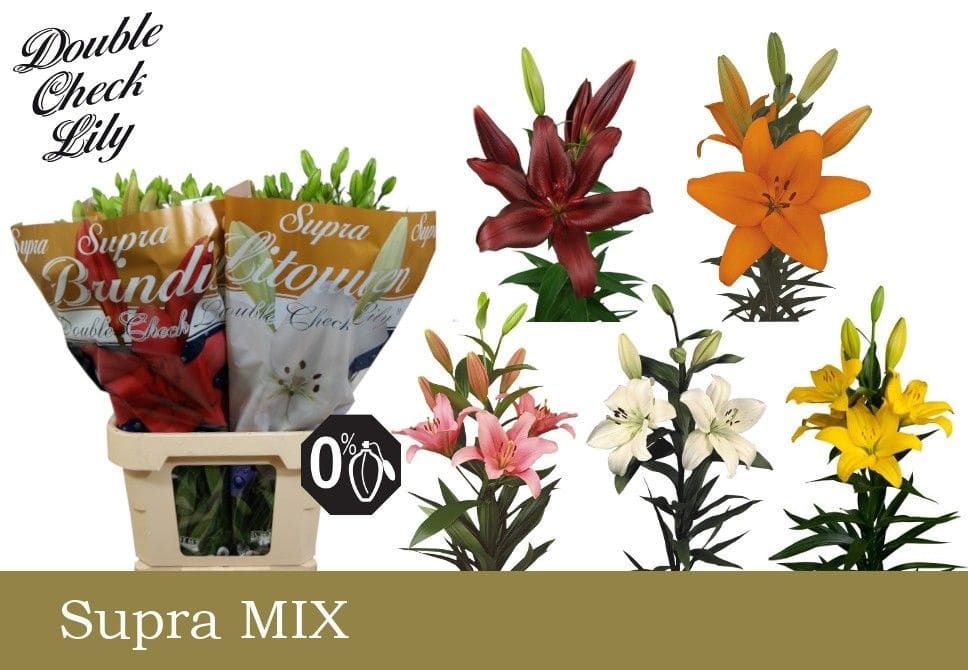 Срезанные цветы оптом Lilium la mix in bucket от 50шт из Голландии с доставкой по России