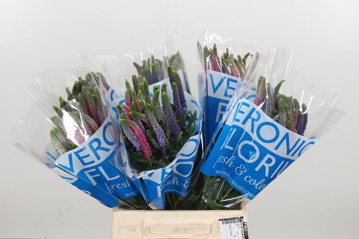 Срезанные цветы оптом Veronica mix in bucket от 150шт из Голландии с доставкой по России