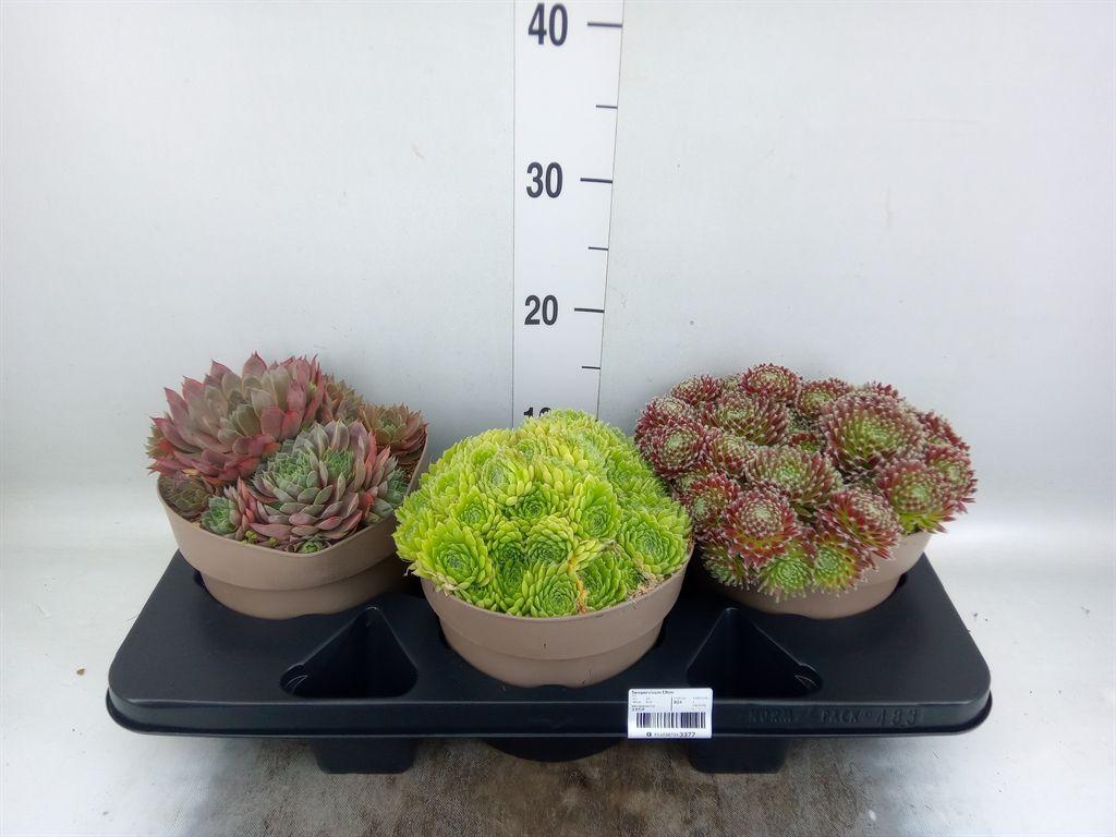 Горшечные цветы и растения оптом Sempervivum   ... от 3шт из Голландии с доставкой по России