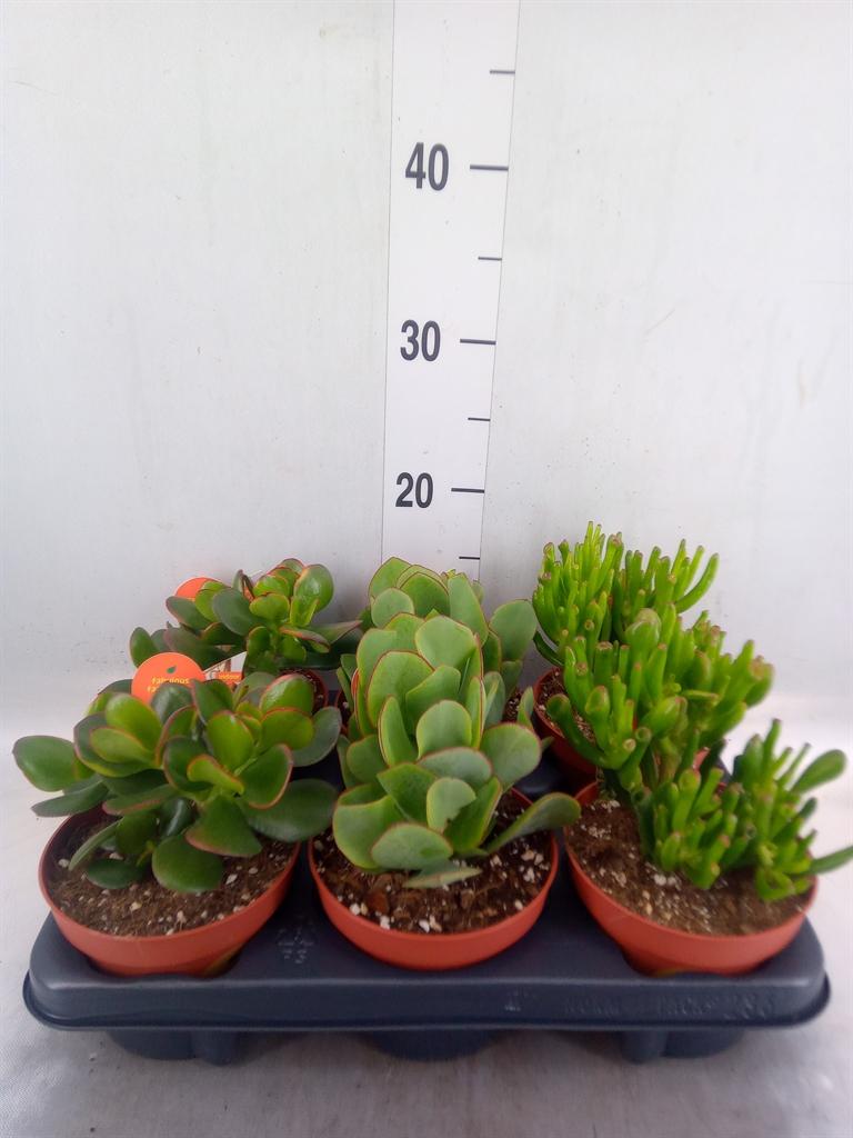 Горшечные цветы и растения оптом Crassula   ...mix от 6шт из Голландии с доставкой по России