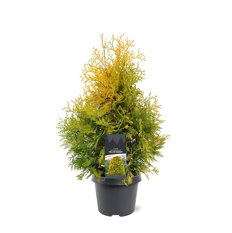 Горшечные цветы и растения оптом Thuja Occ Yellow Ribbon от 1шт из Голландии с доставкой по России