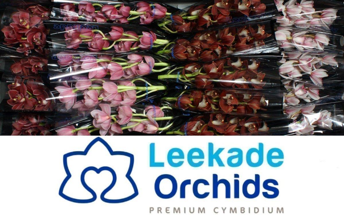 Срезанные цветы оптом Minicymbidium mix 2 colours от 20шт из Голландии с доставкой по России