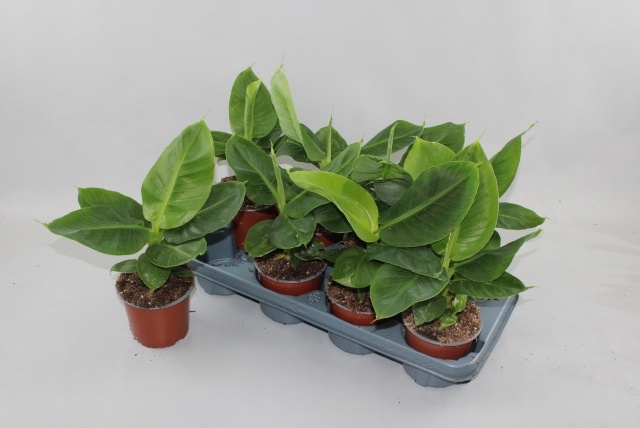 Горшечные цветы и растения оптом Musa Dwarf Cavendish от 8шт из Голландии с доставкой по России