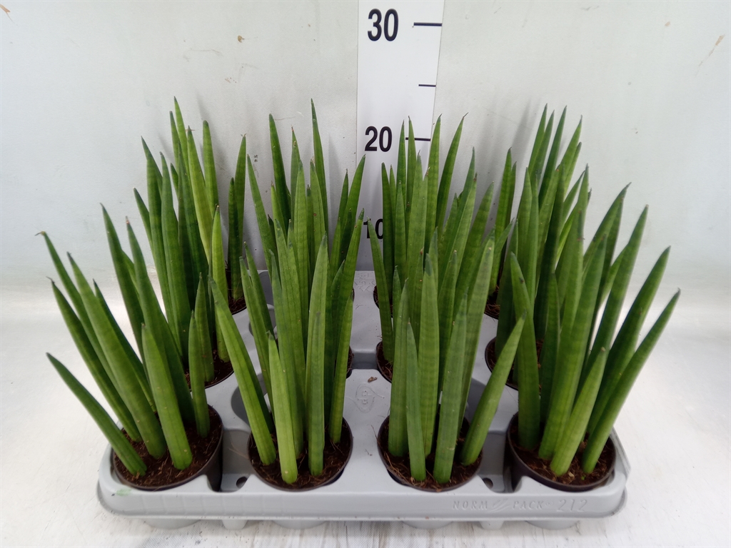 Горшечные цветы и растения оптом Sansevieria Cyl.  ... от 12шт из Голландии с доставкой по России