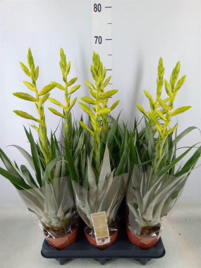 Горшечные цветы и растения оптом Tillandsia Oerstediana от 6шт из Голландии с доставкой по России