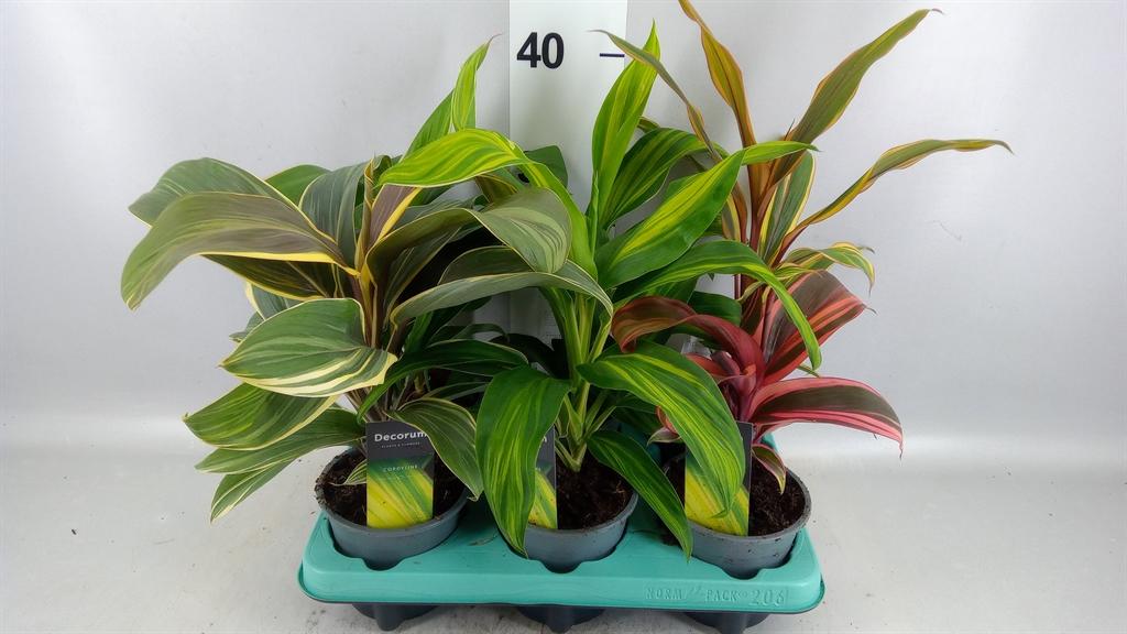 Горшечные цветы и растения оптом Cordyline ...mix от 6шт из Голландии с доставкой по России